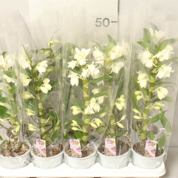 orhidee-dendrobium