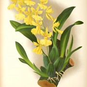 orhidee galbena