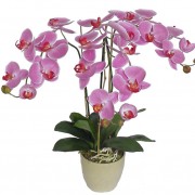 orhidee-phalaenopsis