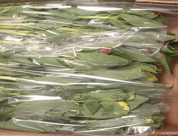 Crini incași – Alstroemeria – en gros Alstroemeria Mixed In Box Colombia X5