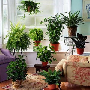 Plante verzi de interior