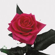 Rosa Poison en gros Olanda – detaliu