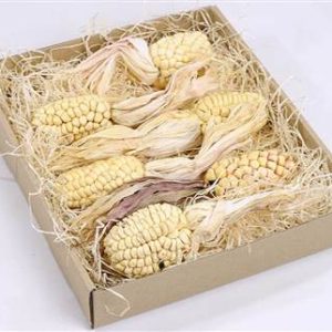 Corn 6-pack