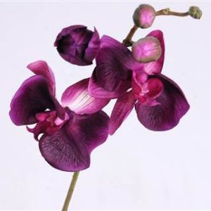 Phalaenopsis 3-flowers