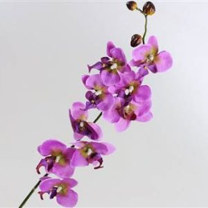 Phalaenopsis 9-flowers