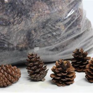 Pinus Halapensis Cones
