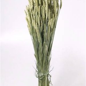 Triticum Natural (wheat)