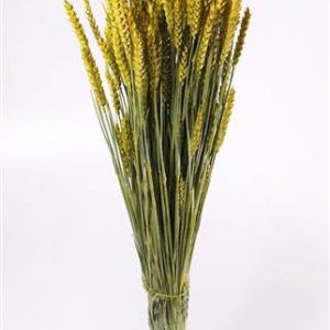 Triticum (wheat)