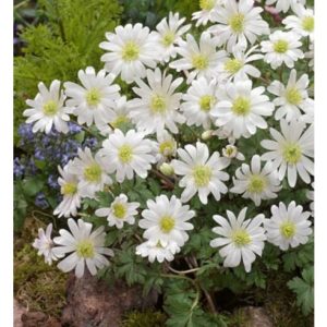 Bulbi Anemone White splendour blanda