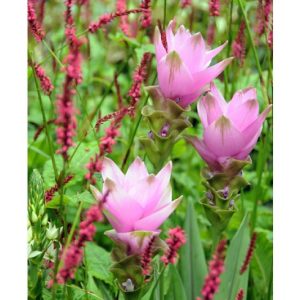 Bulbi Speciali  Curcuma alismatifolia pink