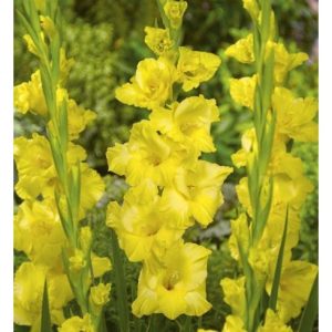 Bulbi Gladiole Yellow
