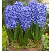 hyacinthus_delft_blue_fa2.jpg