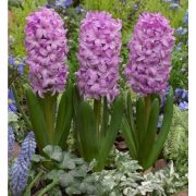 hyacinthus_fondant_fa2.jpg