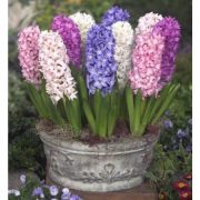 hyacinthus_mixed_fa2.jpg