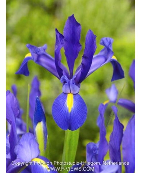 Bulbi Speciali  Iris blue hollandica