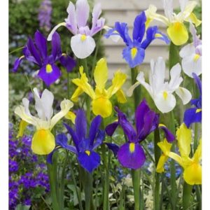 Bulbi Speciali  Iris mixed hollandica