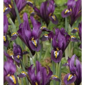 Bulbi Speciali Iris j.s. dijt reticulata