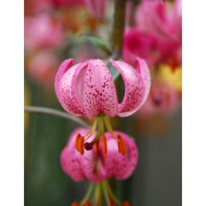 Bulbi Crini Lily martagon