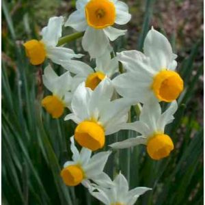 Bulbi Narcise Canaliculatus