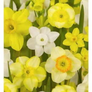 Bulbi Narcise Narcissi specie mixed