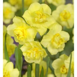 Bulbi Narcise Yellow cheerfulness